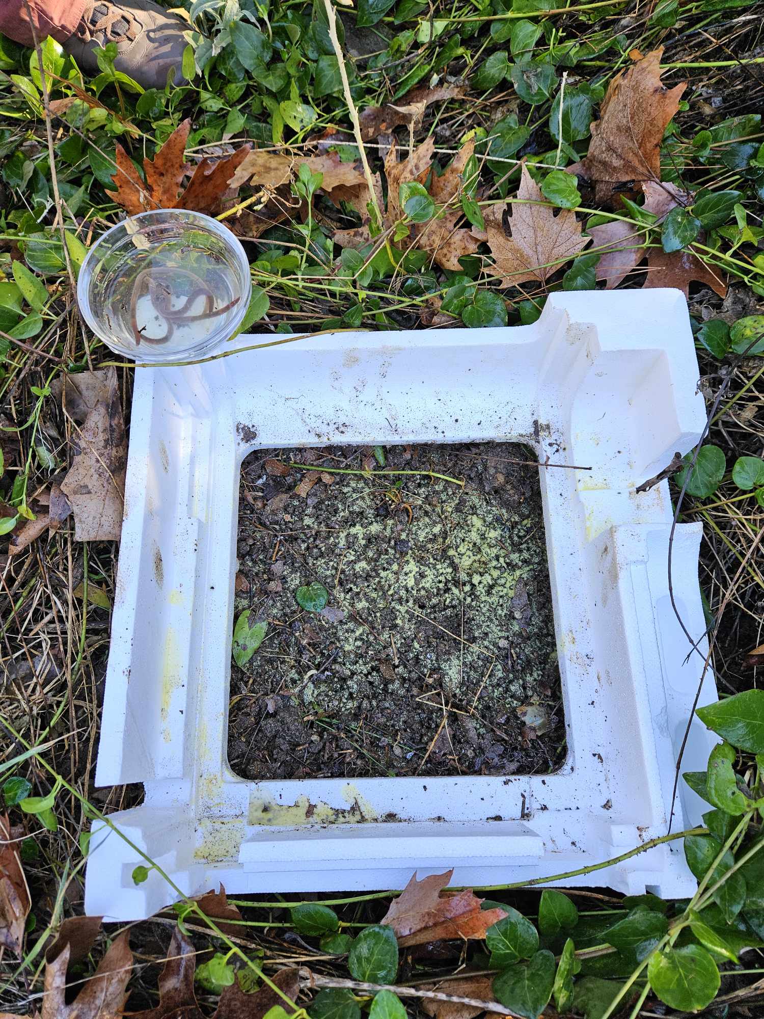 Macrofauna observation